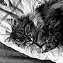 Natoo a rejoint le concours — aidez-le/la à gagner de superbes lots ! black_and_white, carnivore, cat, ear, eye, felidae, fur, kitten, maine_coon, monochrome, monochrome_photography, nap, norwegian_forest_cat, photography, sleep, small_to_medium_sized_cats, snout, style, tabby_cat, whiskers