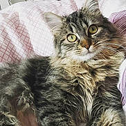 Natoo a rejoint le concours — aidez-le/la à gagner de superbes lots ! american_curl, asian, british_longhair, british_semi_longhair, carnivore, cat, domestic_long_haired_cat, dragon_li, european_shorthair, felidae, fur, kitten, maine_coon, mammal, norwegian_forest_cat, pixie_bob, siberian, small_to_medium_sized_cats, tabby_cat, whiskers