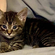 Eve joined the competition — help win amazing prizes! kitten, tabby, cat, animal, pet, cute, feline, young, laying, ears, whiskers, fur, indoor, soft, resting, alert, small, domestic, comfortable, curious