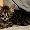 kitten, tabby, cat, animal, pet, cute, feline, young, laying, ears, whiskers, fur, indoor, soft, resting, alert, small, domestic, comfortable, curious