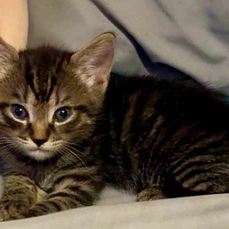 Eve joined the competition — help win amazing prizes! kitten, tabby, cat, animal, pet, cute, feline, young, laying, ears, whiskers, fur, indoor, soft, resting, alert, small, domestic, comfortable, curious