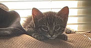Eve is registered to the contest to win money with this photo: animal, blinds, cat, cozy, cute, ears, fur, furniture, indoor, kitten, light, pet, relaxing, resting, shadow, small, soft, texture, whiskers, window