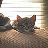 animal, blinds, cat, cozy, cute, ears, fur, furniture, indoor, kitten, light, pet, relaxing, resting, shadow, small, soft, texture, whiskers, window