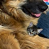 animal, cat, close_up, colorful_background, companion, cozy, cuddling, cute, dog, domestic_animal, feline, friendship, fur, german_shepherd, indoor, kitten, mammal, pet, portrait, resting