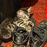 Eve joined the competition — help win amazing prizes! black_shoes, carpet, cat, clawing, clutter, curious, exploring, feline, footwear, household, indoor, kitten, nike, paw, pet, playful, shoes, small, tabby, young
