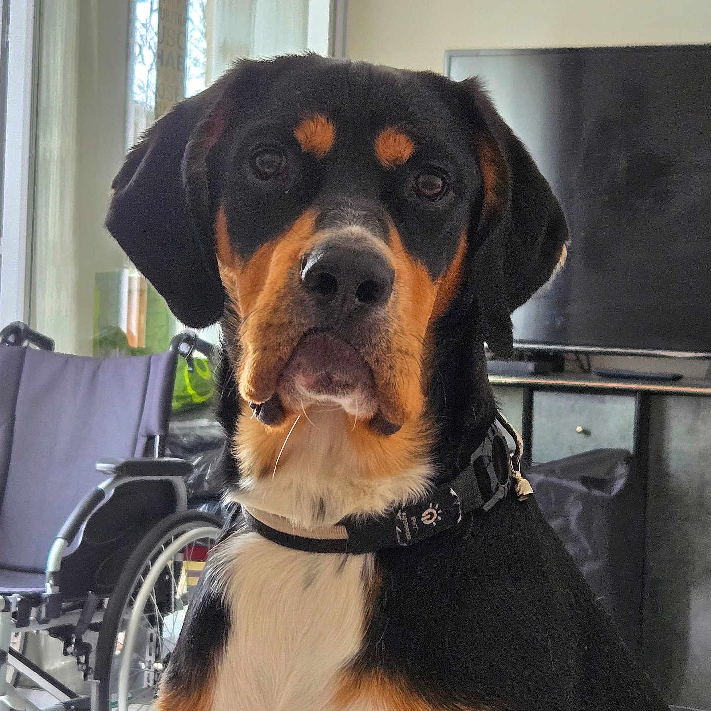 Pluto a rejoint le concours — aidez-le/la à gagner de superbes lots ! accessories, alloywheel, animal, appenzeller, bag, canine, chair, computerhardware, dog, electronics, furniture, handbag, hardware, hound, machine, monitor, pet, screen, wheel, wheelchair