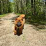 Aska a rejoint le concours — aidez-le/la à gagner de superbes lots ! dog, puppy, walking, path, gravel, trees, forest, nature, outdoor, sunlight, greenery, happy, canine, fur, animal, summer, daytime, trail, leaves, playful