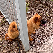 Aska a rejoint le concours — aidez-le/la à gagner de superbes lots ! dog, fence, outdoor, leaf_litter, walking_leash, brown_fur, tongue_out, side_view, metal_fence, canine, pet, nature, plant, bark, curly_tail, ground_cover, daylight, animal, park, stuck