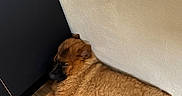 Aska a rejoint le concours — aidez-le/la à gagner de superbes lots ! dog, sleeping, brown_fur, floor, wooden_floor, cabinet, wall, indoor, pet, relaxed, cozy, resting, fur, animal, canine, corner, peaceful, napping, home, domestic