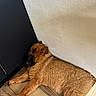 dog, sleeping, brown_fur, floor, wooden_floor, cabinet, wall, indoor, pet, relaxed, cozy, resting, fur, animal, canine, corner, peaceful, napping, home, domestic