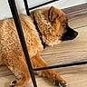 Aska a rejoint le concours — aidez-le/la à gagner de superbes lots ! dog, sleeping, fluffy, brown, paw, floor, wooden_floor, indoor, pet, resting, fur, collar, quiet, relaxation, chair_leg, cozy, animal, canine, cute, peaceful