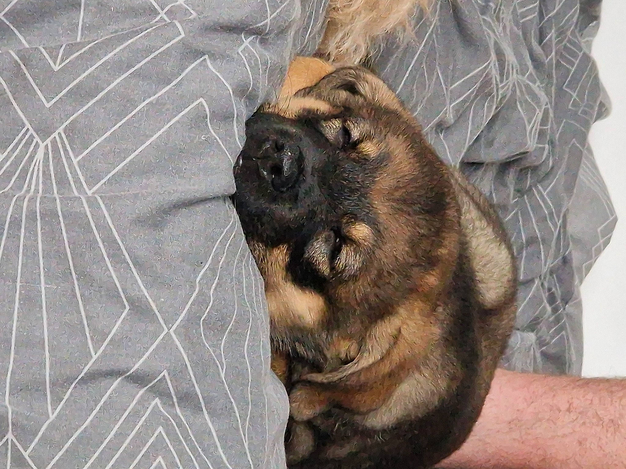 Winston is registered to the contest to win money with this photo: canidae, carnivore, claw, companion_dog, dog, dog_breed, fawn, foot, fur, grey, guard_dog, paw, puppy, snout, sporting_group, terrestrial_animal, whiskers, wildlife, working_animal, working_dog