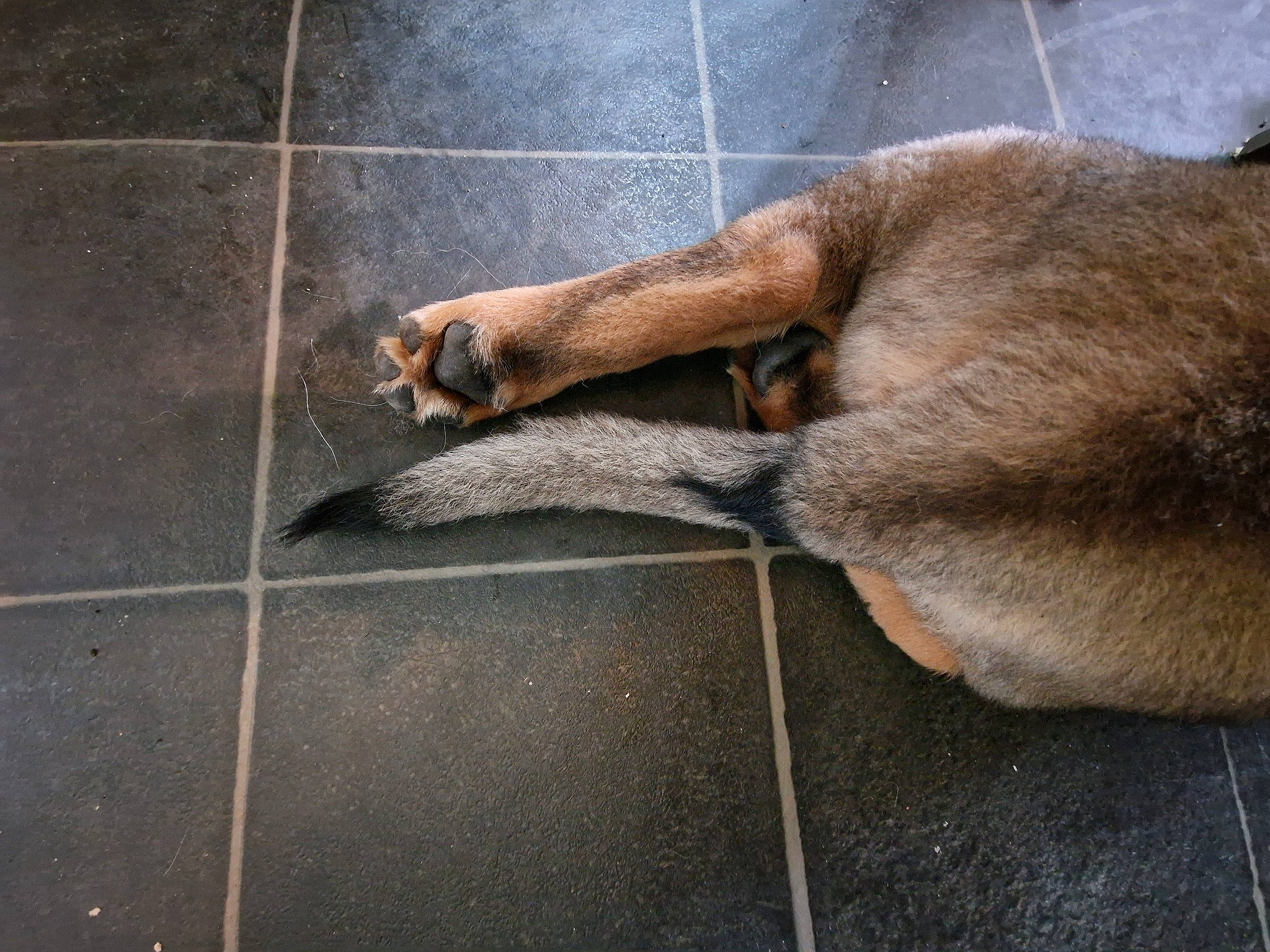 Winston is registered to the contest to win money with this photo: canidae, carnivore, claw, cobblestone, concrete, dog, dog_breed, flooring, fur, human_leg, liver, road_surface, sporting_group, tail, tile, working_animal