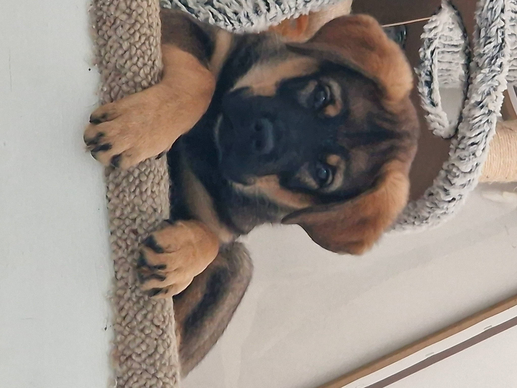 Winston joined the competition — help win amazing prizes! ancient_dog_breeds, canidae, carnivore, comfort, companion_dog, dog, dog_breed, fawn, flooring, fur, guard_dog, hand, nail, pattern, paw, puppy_love, snout, sporting_group, toy_dog, working_dog