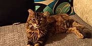 Tiny is registered to the contest to win money with this photo: animal, black, brown, cat, couch, cozy, feline, fur, furniture, home, indoor, long_hair, mammal, pet, pillow, relaxed, resting, sofa, striped, tabby