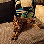 animal, black, brown, cat, couch, cozy, feline, fur, furniture, home, indoor, long_hair, mammal, pet, pillow, relaxed, resting, sofa, striped, tabby
