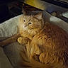 Beans joined the competition — help win amazing prizes! cat, orange_cat, fluffy, pet, animal, resting, cozy, blanket, indoor, fur, sleepy, cute, domestic_cat, relaxed, whiskers, tail, paw, bed, soft, warm_light