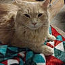 Beans is registered to the contest to win money with this photo: cat, feline, pet, indoor, blanket, colorful, pattern, brown, beige, fur, whiskers, face, ear, paw, floor, lamp, plant, cable, cozy, relaxed