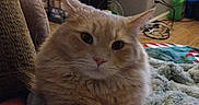 Beans is registered to the contest to win money with this photo: cat, orange_cat, fluffy, pet, indoor, blanket, furniture, aquarium, bookshelf, floor, cozy, relaxed, animal, mammal, cute, comfort, domestic, curious, paws, resting