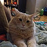 cat, orange_cat, fluffy, pet, indoor, blanket, furniture, aquarium, bookshelf, floor, cozy, relaxed, animal, mammal, cute, comfort, domestic, curious, paws, resting