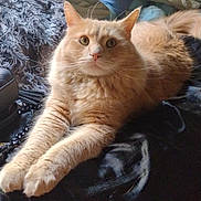 Beans joined the competition — help win amazing prizes! cat, orange_cat, fluffy, pet, animal, feline, stretching, relaxing, indoor, cozy, pillow, blanket, fur, whiskers, ears, tail, bed, soft_texture, domestic_cat, cute