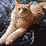 cat, orange_cat, fluffy, pet, animal, feline, stretching, relaxing, indoor, cozy, pillow, blanket, fur, whiskers, ears, tail, bed, soft_texture, domestic_cat, cute