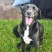 Mylo is registered to the contest to win money with this photo: dog, black_dog, canine, pet, grass, backyard, sitting, tongue_out, happy, smile, white_chest, fur, brown_eyes, close_up, portrait, pavers, tarp, hose, outdoor, playful