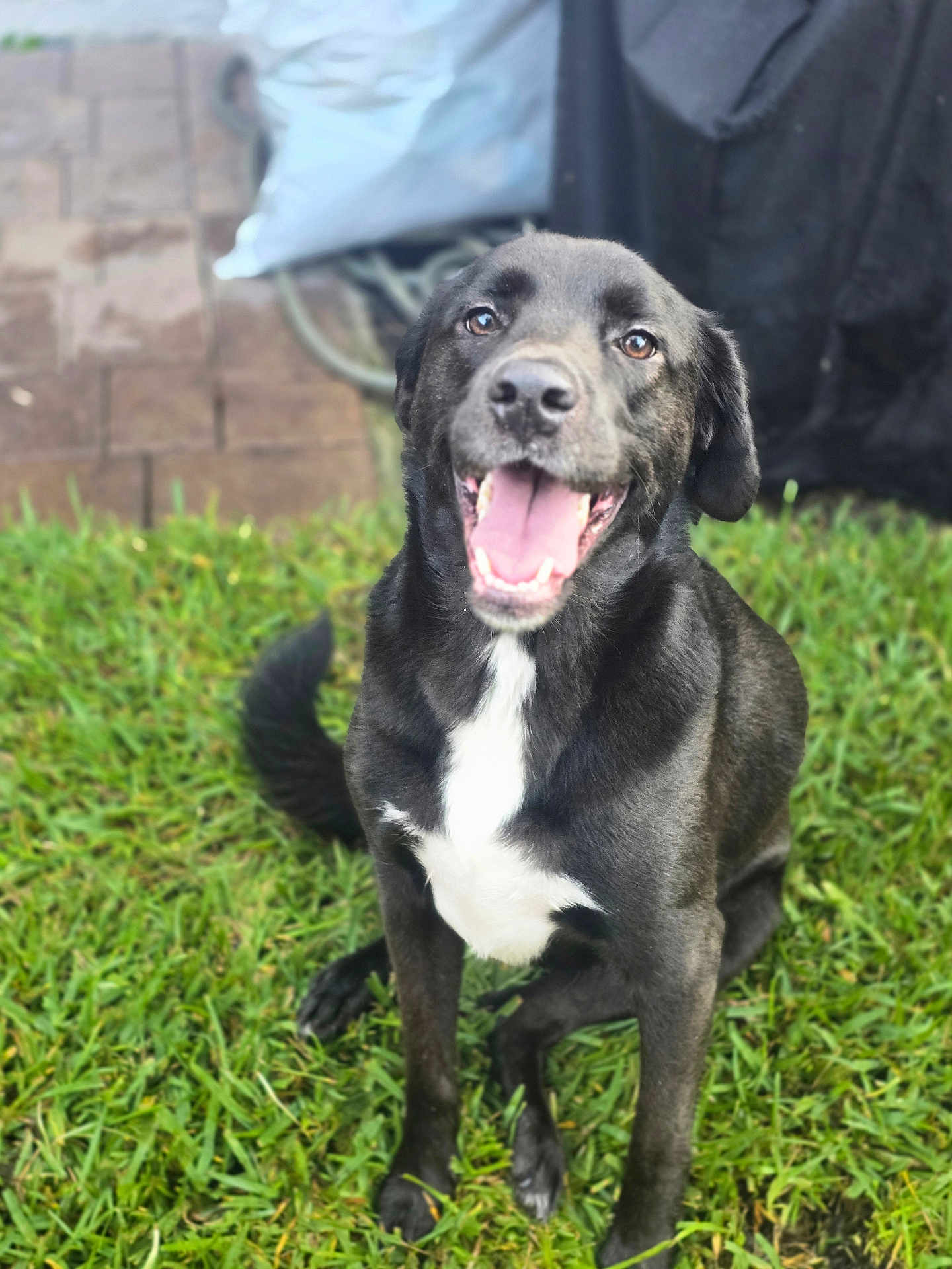 Mylo is registered to the contest to win money with this photo: dog, black_dog, canine, pet, grass, backyard, sitting, tongue_out, happy, smile, white_chest, fur, brown_eyes, close_up, portrait, pavers, tarp, hose, outdoor, playful