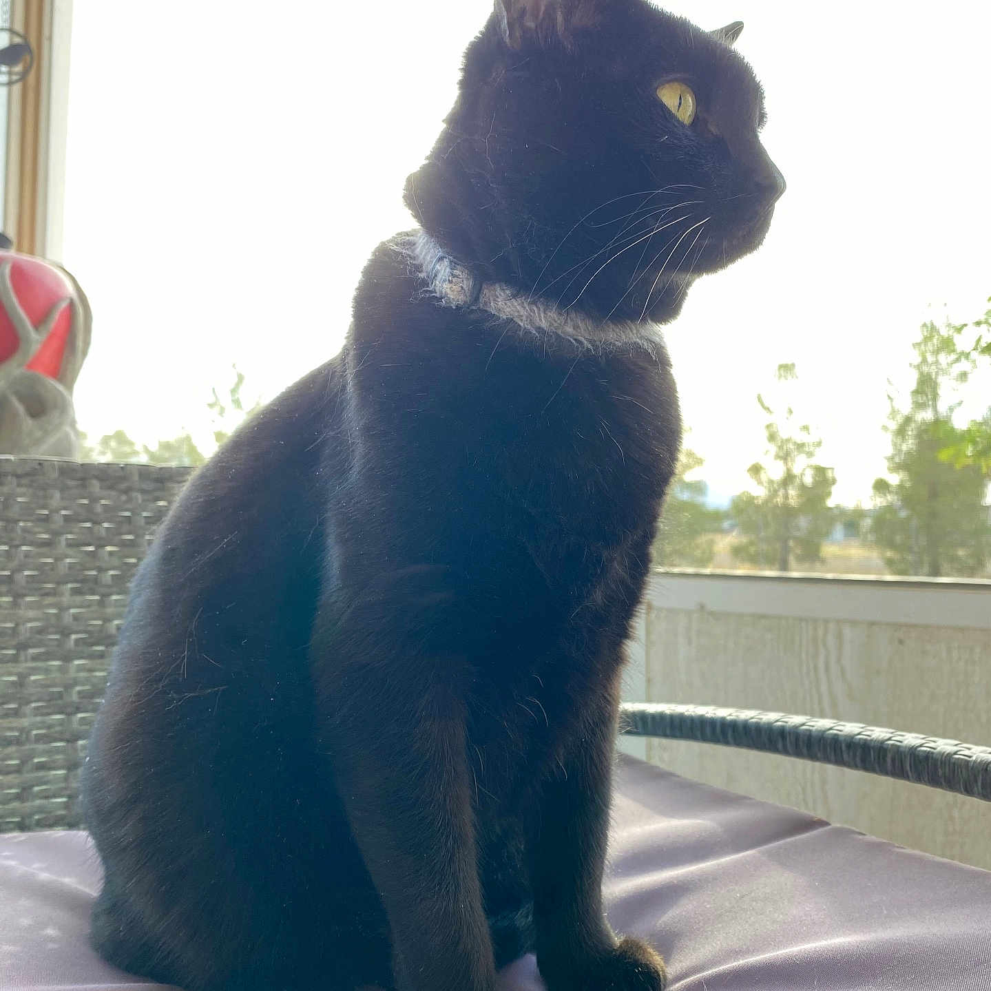 Rubix joined the competition — help win amazing prizes! animal, black_cat, cat, collar, curious, cushion, domestic_cat, ears, feline, fur, home, indoor, natural_light, paw, pet, purple, side_profile, sitting, whiskers, window