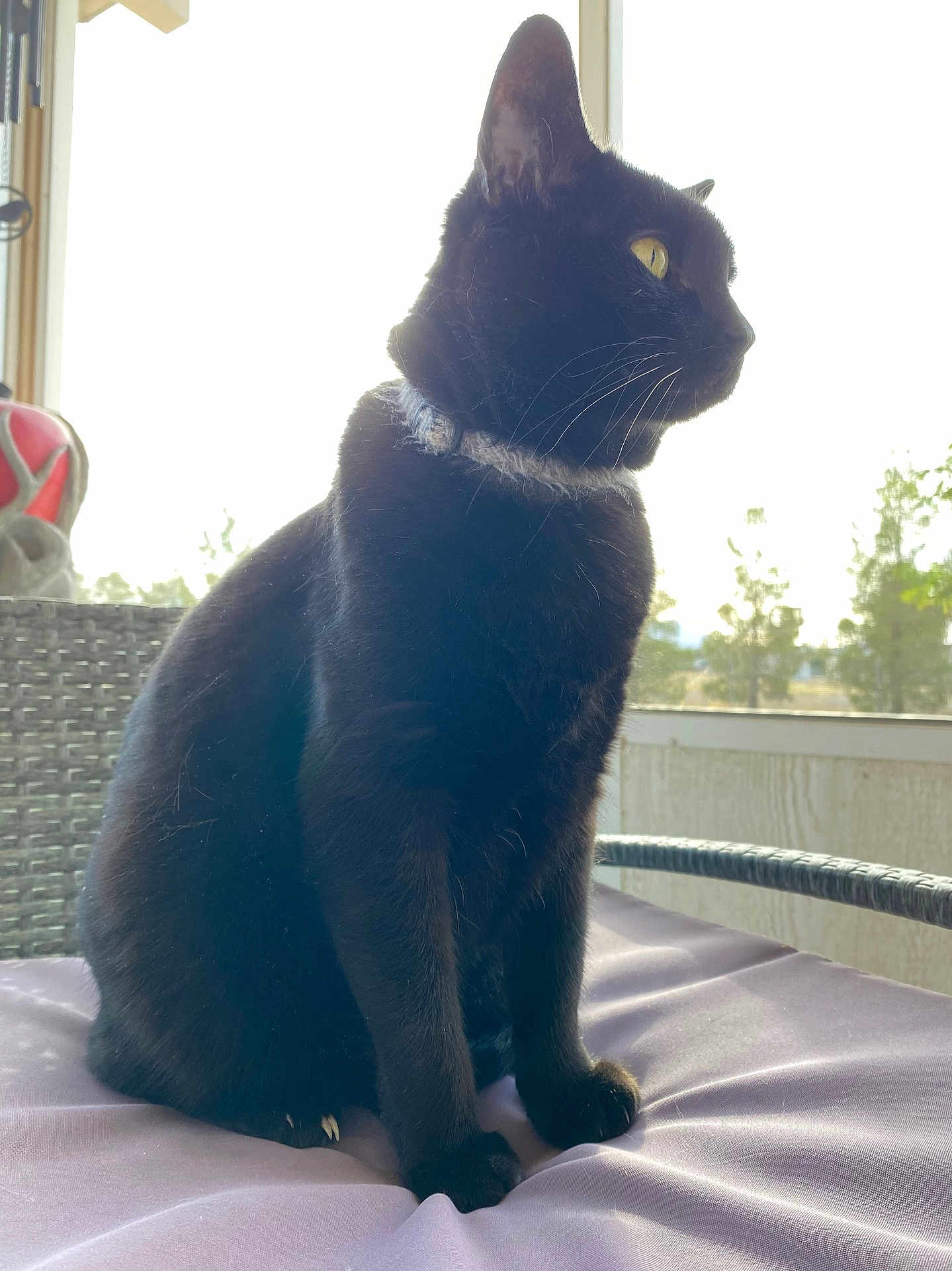 Rubix joined the competition — help win amazing prizes! animal, black_cat, cat, collar, curious, cushion, domestic_cat, ears, feline, fur, home, indoor, natural_light, paw, pet, purple, side_profile, sitting, whiskers, window