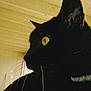 Rubix is registered to the contest to win money with this photo: animal, black_cat, cat, close_up, cute, domestic_cat, feline, fur, indoor, looking_away, mammal, pet, portrait, profile, side_view, soft_light, warm_tone, whisker, whiskers, yellow_eyes