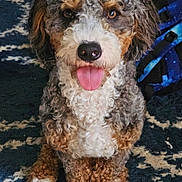 Lechonk is registered to the contest to win money with this photo: dog, doodle, curly_fur, tongue_out, nose, eyes, sitting, front_paws, paws, brown_and_white_coat, closeup, portrait, indoor, patterned_rug, backpack, happy, pet, furry, muzzle, companion