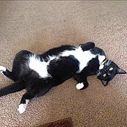 Boots is registered to the contest to win money with this photo: cat, black_and_white, lying_down, carpet, pet, domestic_animal, feline, relaxed, indoor, whiskers, paws, green_eyes, cute, fur, animal, resting, playful, looking, mammal, household