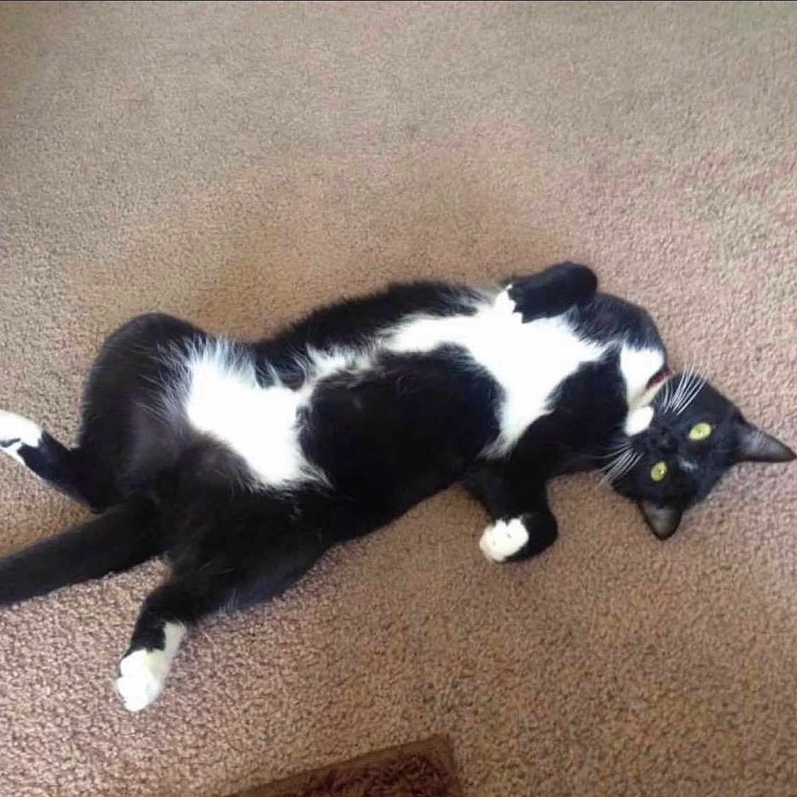 Boots is registered to the contest to win money with this photo: animal, black_and_white, carpet, cat, cute, domestic_animal, feline, fur, green_eyes, household, indoor, looking, lying_down, mammal, paws, pet, playful, relaxed, resting, whiskers