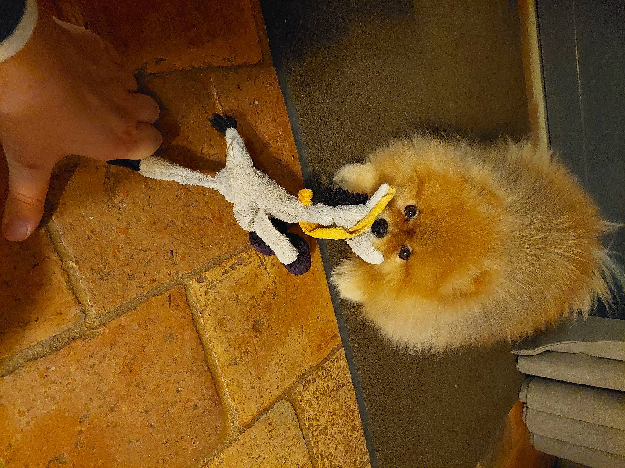 Lulu a rejoint le concours — aidez-le/la à gagner de superbes lots ! ancient_dog_breeds, carnivore, claw, companion_dog, dog, dog_breed, felidae, flooring, fur, german_spitz, german_spitz_klein, german_spitz_mittel, hardwood, nail, rodent, small_to_medium_sized_cats, spitz, tail, whiskers, wood