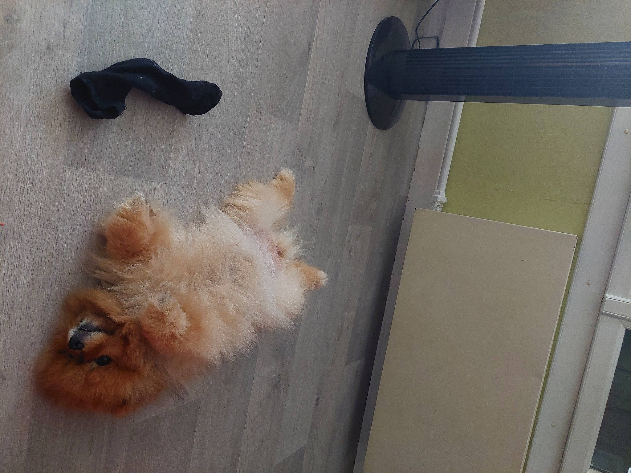 Lulu participe au concours pour gagner de l'argent avec cette photo : asphalt, carnivore, companion_dog, dog, dog_breed, fawn, floor, flooring, foot, fur, hardwood, human_leg, liver, road_surface, snout, sporting_group, tail, terrier, toy_dog, wood