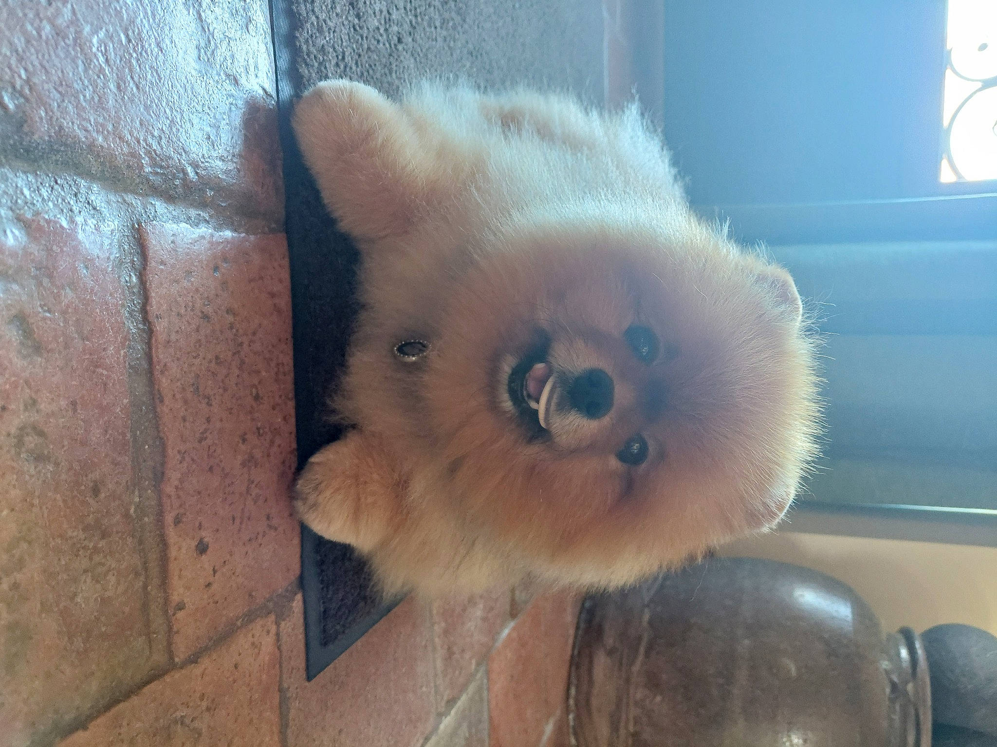 Lulu a rejoint le concours — aidez-le/la à gagner de superbes lots ! canidae, carnivore, companion_dog, dog, dog_breed, fawn, felidae, fur, german_spitz, german_spitz_klein, german_spitz_mittel, pomeranian, small_to_medium_sized_cats, snout, spitz, sporting_group, tail, toy_dog, volpino_italiano, whiskers