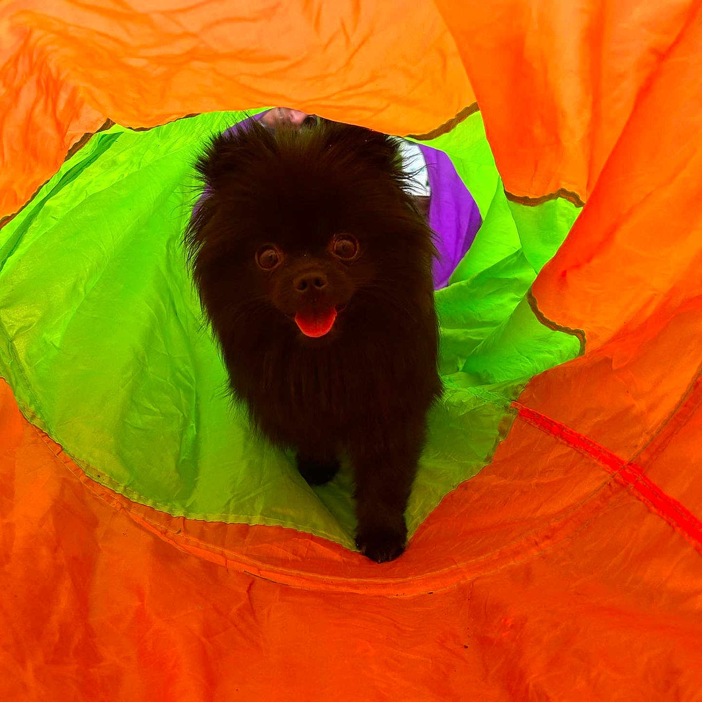 Una participe au concours pour gagner de l'argent avec cette photo : affenpinscher, animal, architecture, building, canine, clothing, coat, cockerspaniel, dog, face, head, outdoors, papillon, person, pet, photography, portrait, puppy, shelter, tent