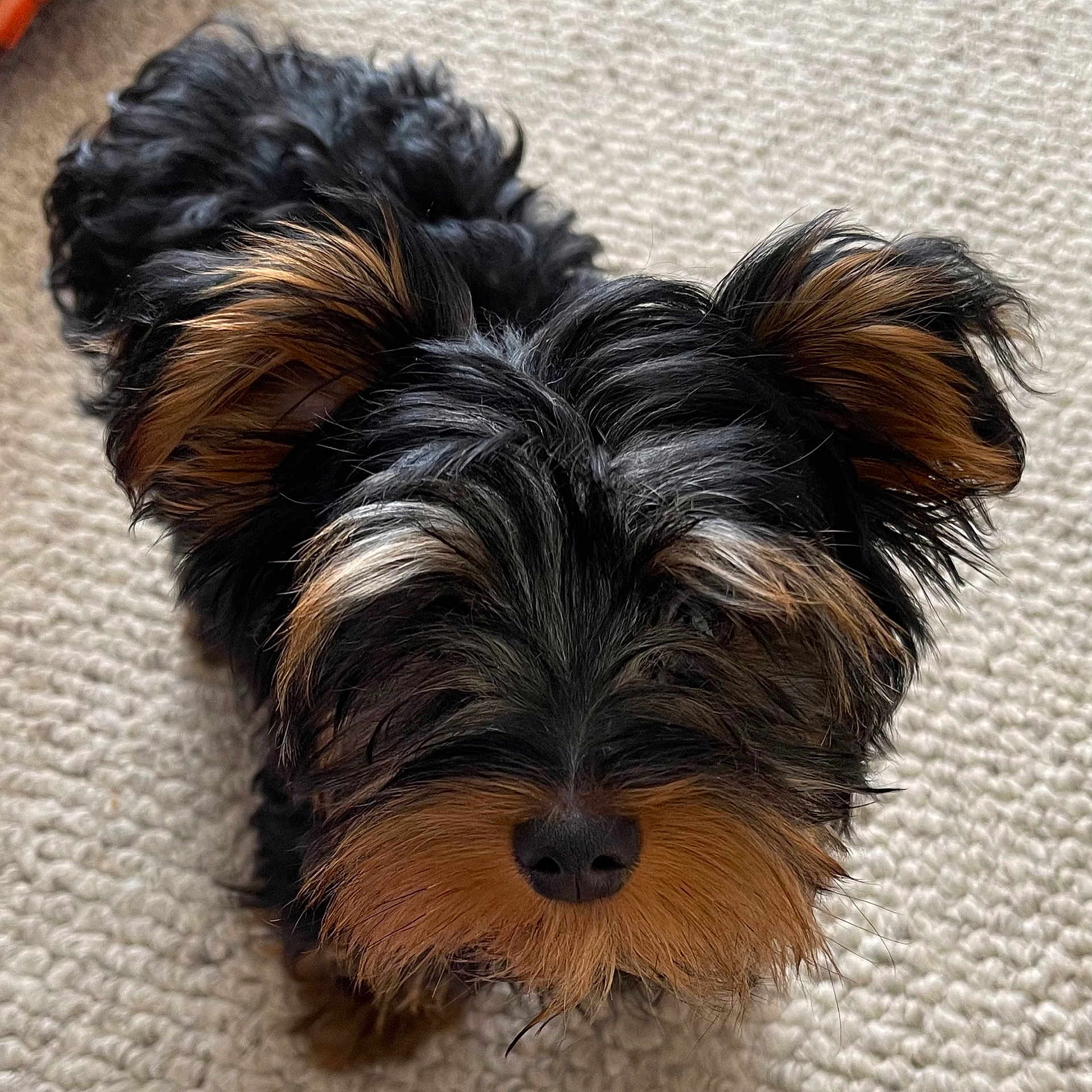 Oliver