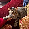 cat, tabby_cat, paw, hand, couch, red_couch, cushion, patterned_cushion, indoor, resting, pet, feline, fur, striped, cozy, comfort, closeup, domestic_animal, animal, human_hand