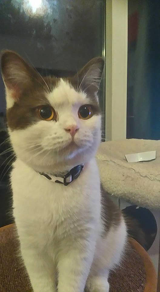 Oreo is registered to the contest to win money with this photo: aegean_cat, american_wirehair, carnivore, cat, domestic_short_haired_cat, european_shorthair, eye, fawn, felidae, fur, kitten, mammal, nose, polydactyl_cat, small_to_medium_sized_cats, snout, tail, whiskers