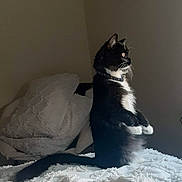 Lunar joined the competition — help win amazing prizes! cat, tuxedo_cat, bed, pillow, indoor, feline, pet, animal, black_and_white, sitting, alert, fur, whiskers, collar, domestic, cute, cozy, resting, side_view, household