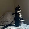 cat, tuxedo_cat, bed, pillow, indoor, feline, pet, animal, black_and_white, sitting, alert, fur, whiskers, collar, domestic, cute, cozy, resting, side_view, household