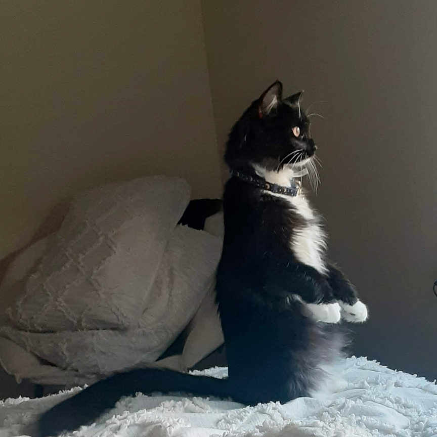 Lunar