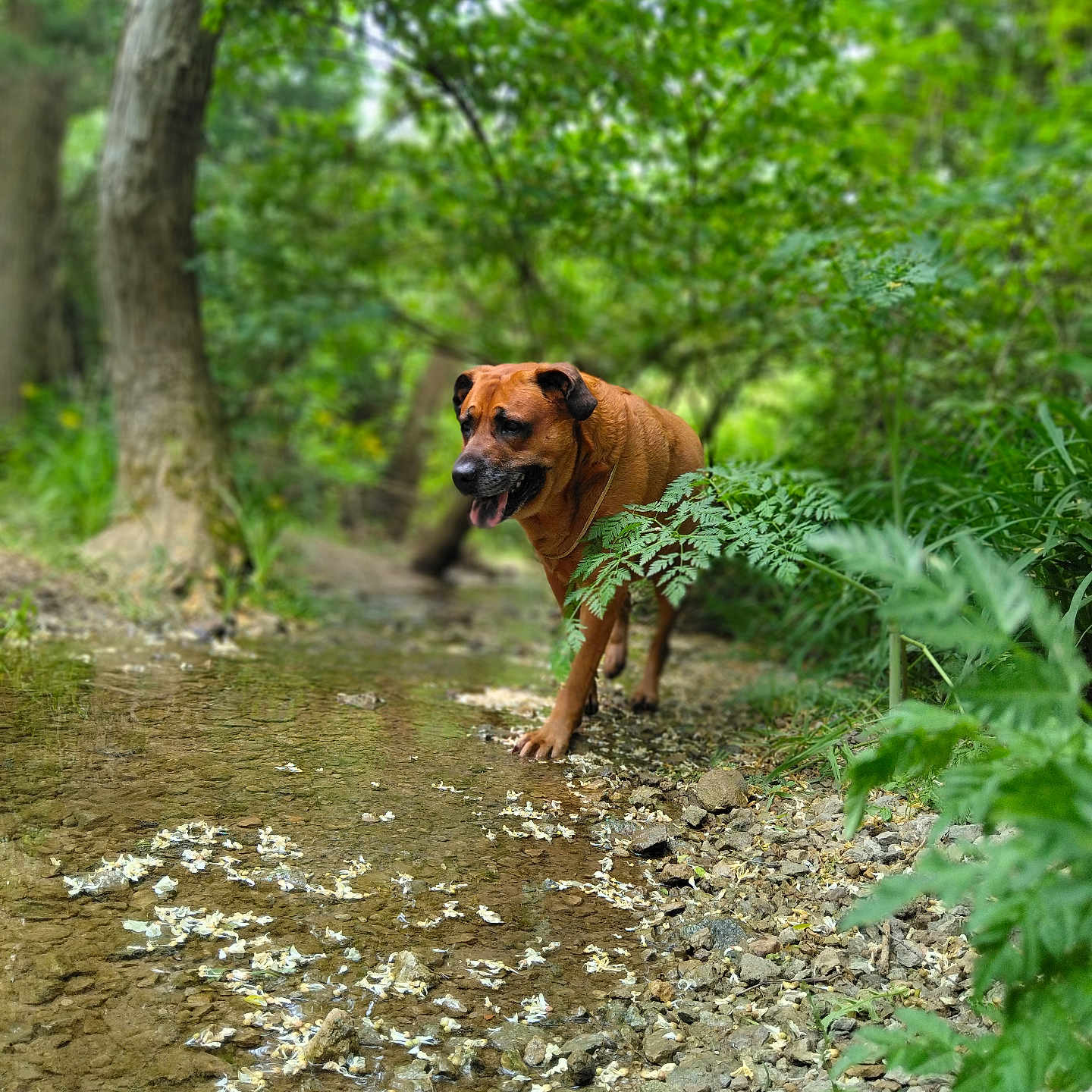Roxy is registered to the contest to win money with this photo: grass, green, grove, herbal, herbs, jungle, land, leaf, nature, outdoors, path, plant, rainforest, rock, soil, trail, tree, vegetation, wilderness, woodland