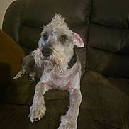 Rocky is registered to the contest to win money with this photo: animal, brown, canine, collar, companion, couch, dog, ears, fur, furniture, groomed, household, indoor, looking_away, mohawk, paw, pet, relaxed, seated, snout