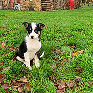 Utopia participe au concours pour gagner de l'argent avec cette photo : puppy, dog, grass, leaves, outdoor, greenery, autumn, field, nature, young_animal, animal, cute, sitting, rural, building, stone_wall, wood_pile, farm, nose, ears