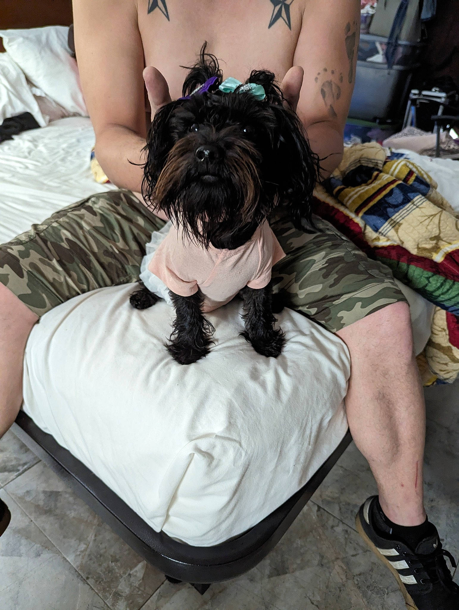 Dahlia is registered to the contest to win money with this photo: bag, canidae, carnivore, comfort, companion_dog, dog, dog_breed, dog_clothes, dog_supply, fawn, fur, human_leg, luggage_and_bags, sitting, small_terrier, sporting_group, terrier, thigh, toy_dog, working_animal