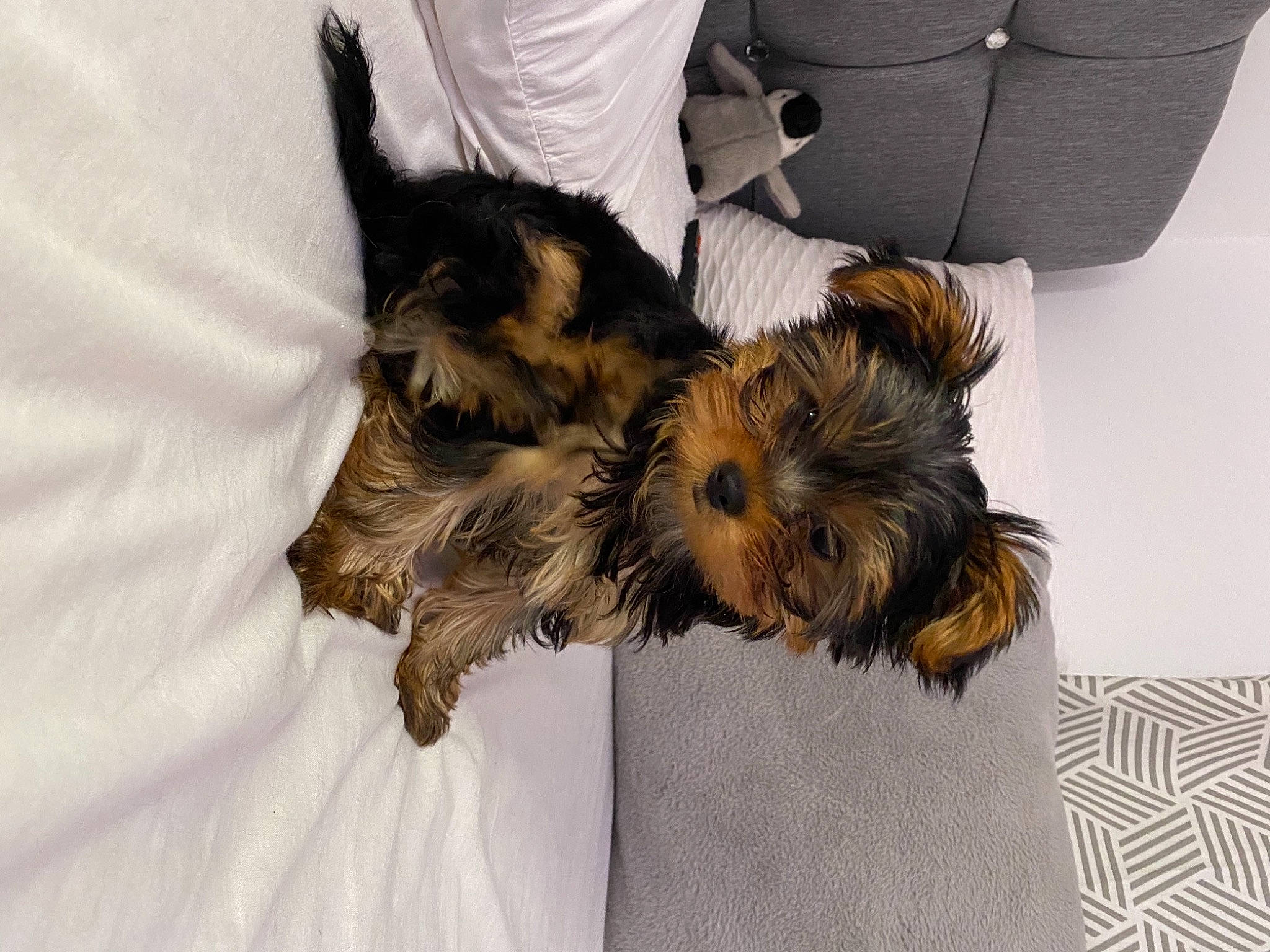 Gigi joined the competition — help win amazing prizes! bag, biewer_terrier, canidae, carnivore, chair, comfort, companion_dog, dog, dog_breed, fur, liver, mammal, puppy, puppy_love, small_terrier, snout, sporting_group, terrier, toy_dog, yorkipoo