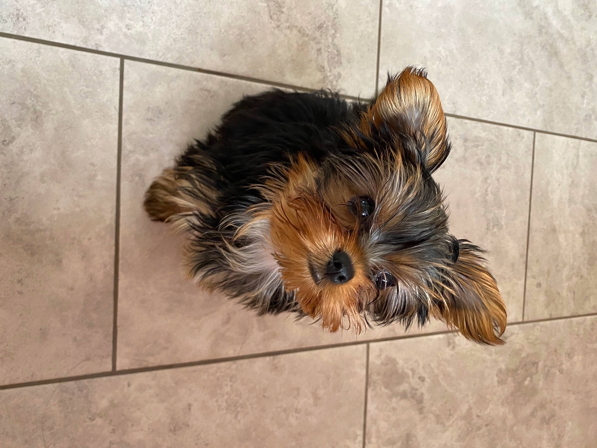 Gigi is registered to the contest to win money with this photo: biewer_terrier, canidae, carnivore, companion_dog, dog, dog_breed, fawn, floor, flooring, fur, liver, small_terrier, snout, sporting_group, terrestrial_animal, terrier, tile_flooring, toy_dog, working_animal, yorkipoo